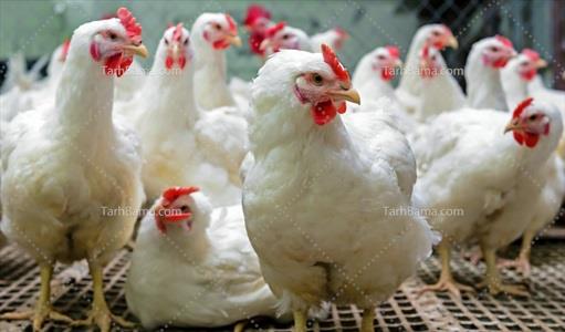 تصویر با کیفیت مرغ ها در مرغداری